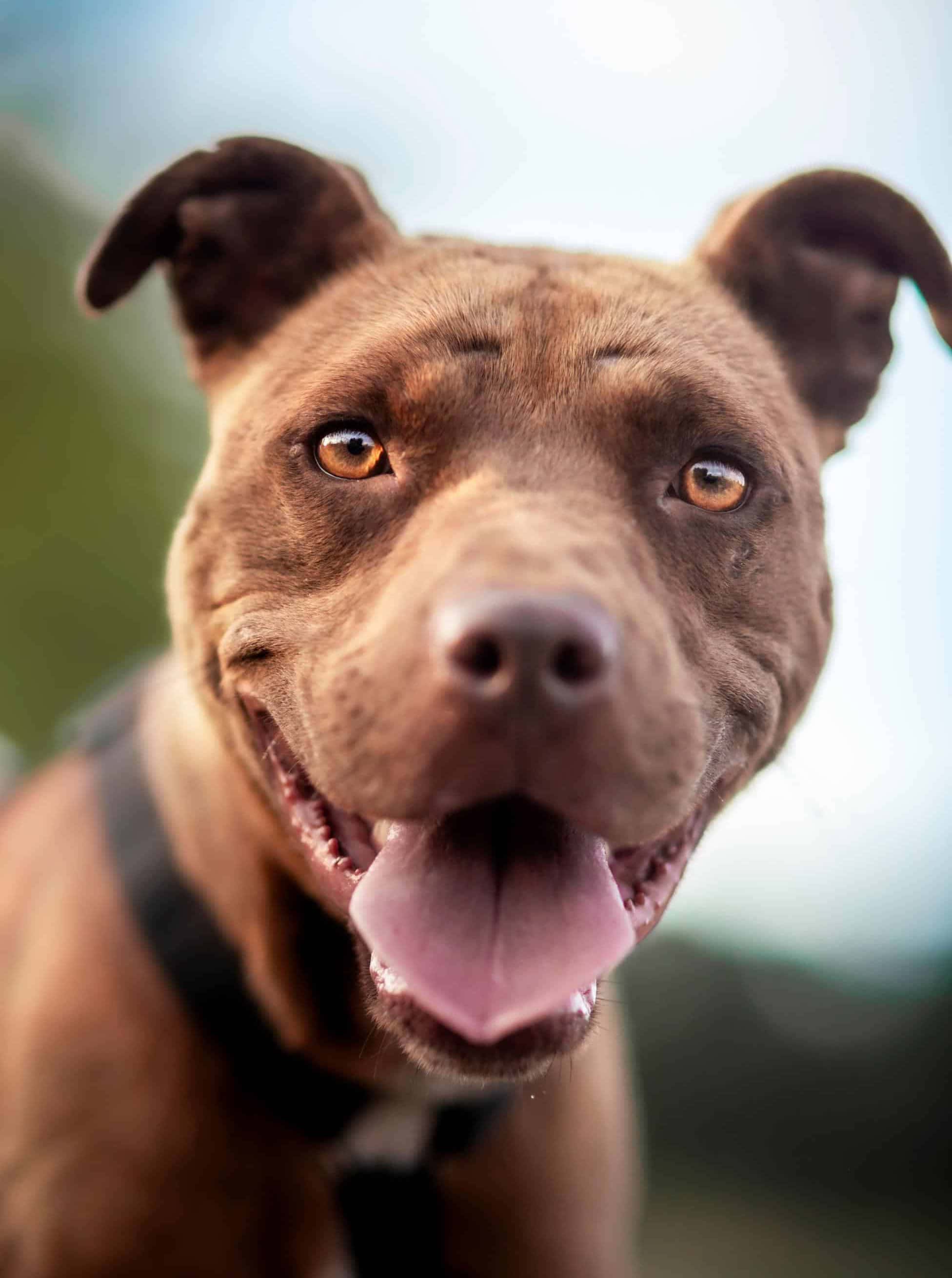 A brown pit bull-type dog in a harness, smiling at the camera outdoors